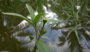 ugcmoocs.inflibnet.ac.in/video_gallery.php